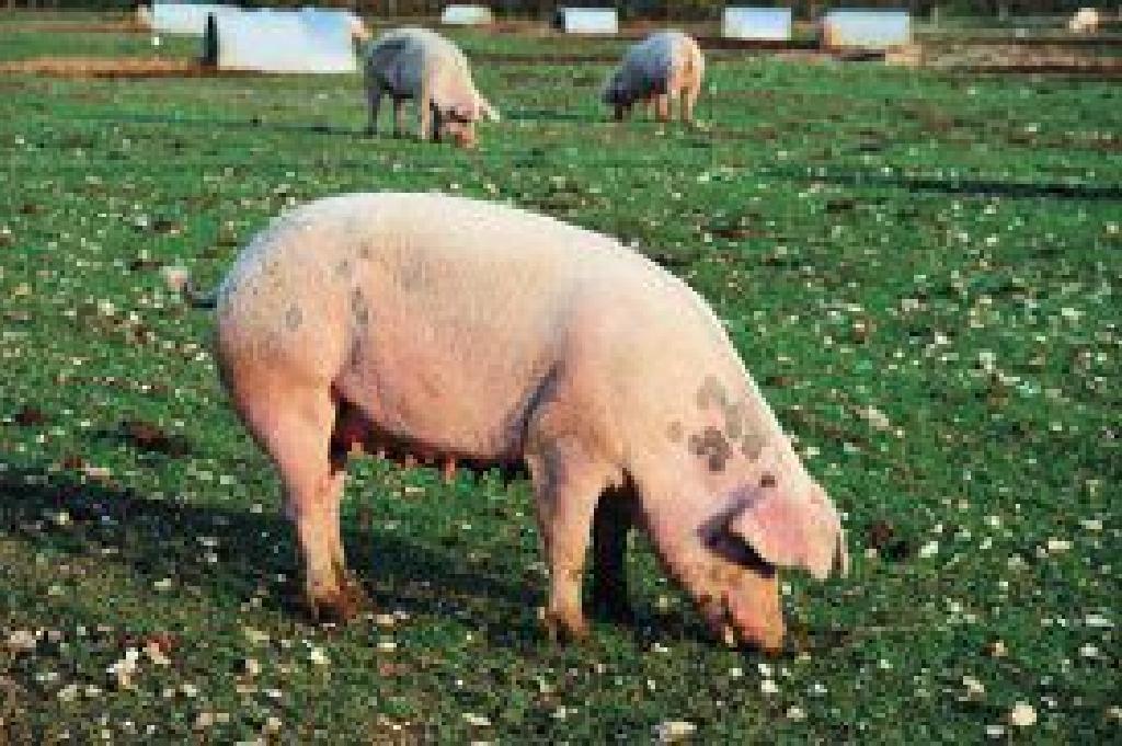 93 Gambar Babi Hampshire 93 Gambar Babi Hampshire